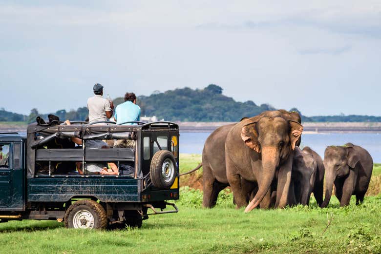 Safari privado por el Parque Nacional de Minneriya