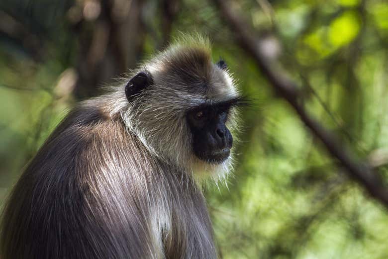 Safari privado por el Parque Nacional de Minneriya