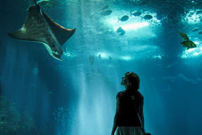 Entrada a SEA LIFE® Melbourne