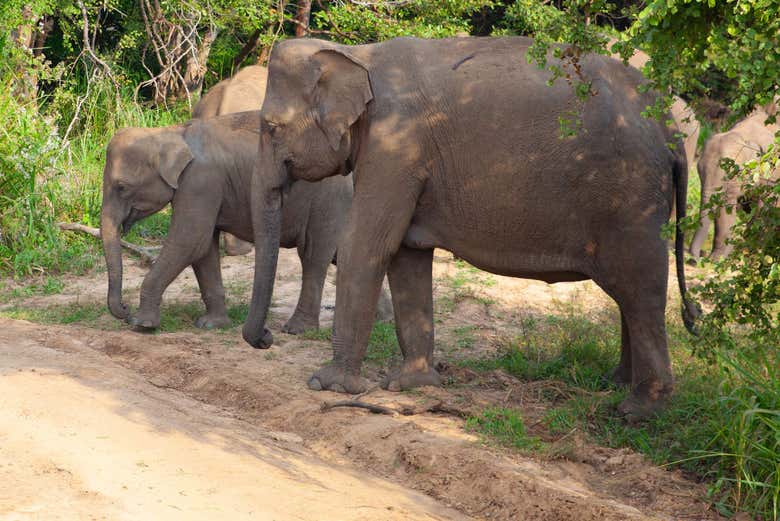 Safari privado por el Parque Ecológico de Hurulu