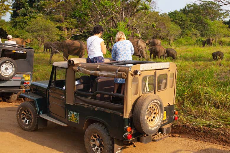 Safari privado por el Parque Ecológico de Hurulu
