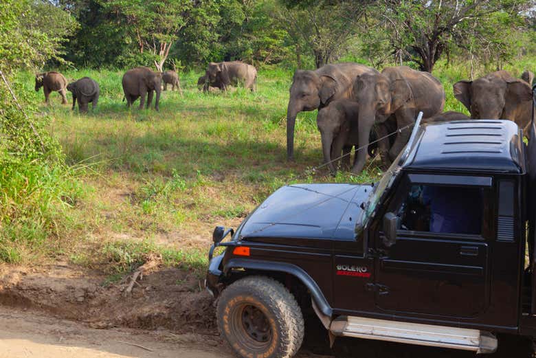 Safari privado por el Parque Ecológico de Hurulu