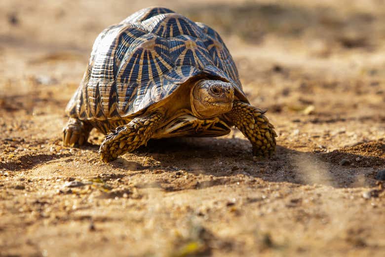 Safari privado por el Parque Ecológico de Hurulu
