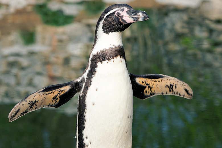Desfile de pingüinos en la Isla Phillip