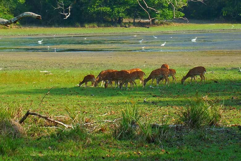 Safari privado por el Parque Nacional Wilpattu