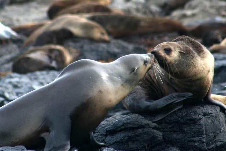 Avistamiento de leones marinos en la Isla Phillip