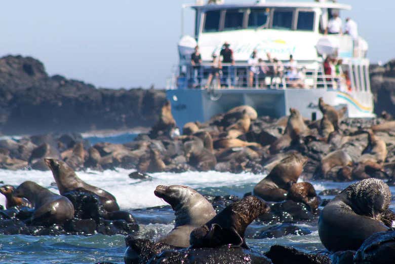 Avistamiento de leones marinos en la Isla Phillip