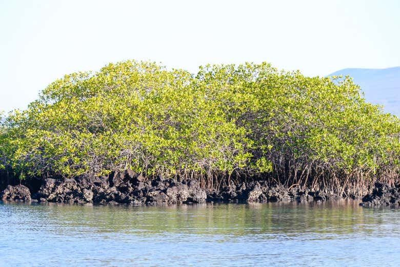 Tour en bicicleta por los humedales de Isla Isabela