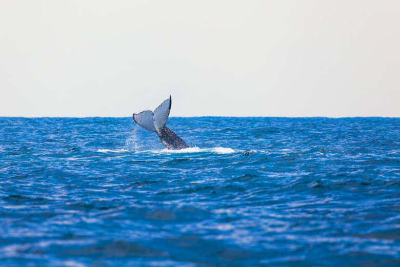 Avistamiento de ballenas en Perth