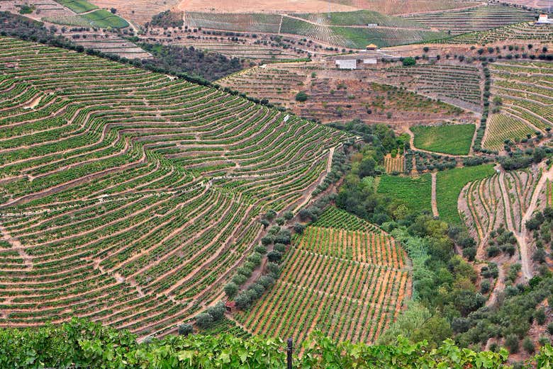 Tour de viñedos y bodegas por el Valle del Duero - Galería 2