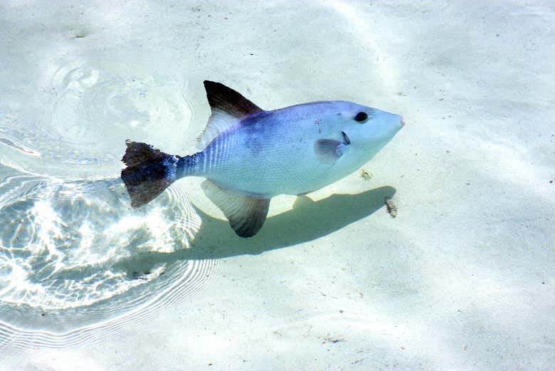 Excursión a Isla Contoy e Isla Mujeres