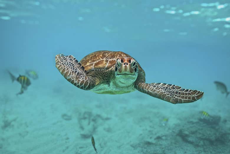 Excursión a Tulum y Akumal + Snorkel en cenote maya