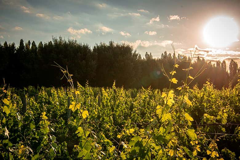 Tour privado por las bodegas de Luján de Cuyo - Galería 1