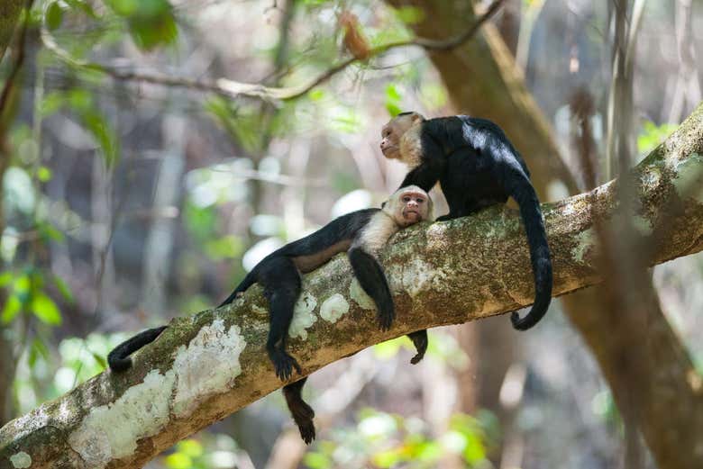 Excursión a la selva de Corcovado