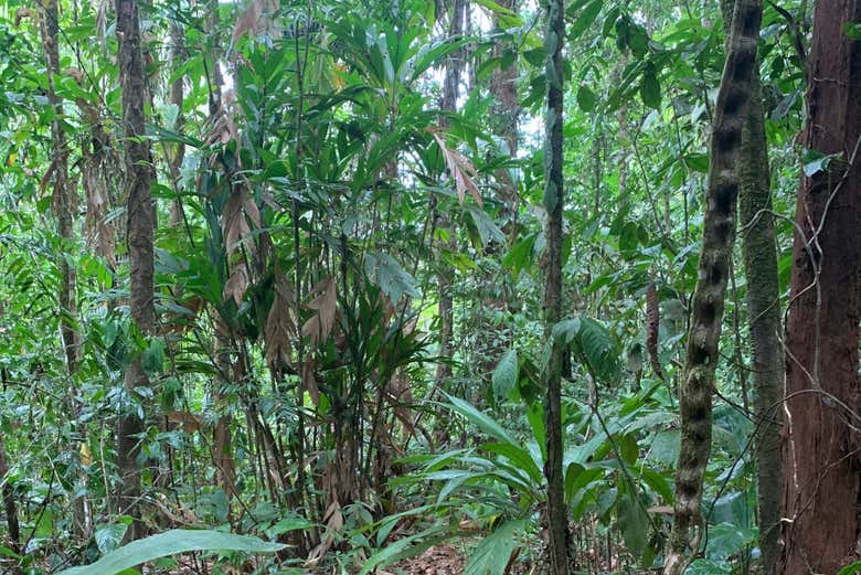 Excursión a la selva de Corcovado - Galería 2