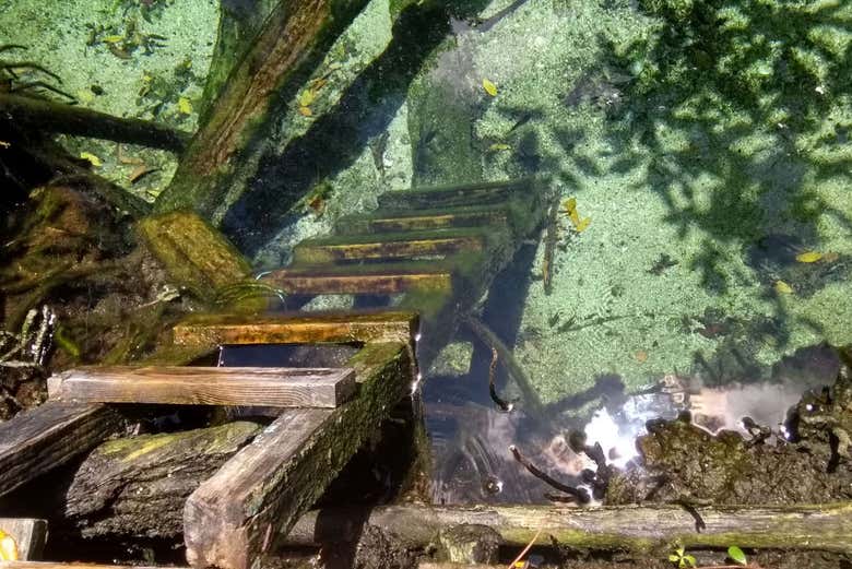 Excursión a Los Petenes en lancha rápida - Galería 2