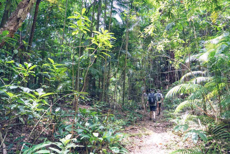Senderismo por el Pico da Tijuca
