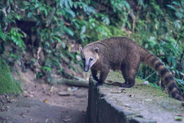 Senderismo por el Pico da Tijuca