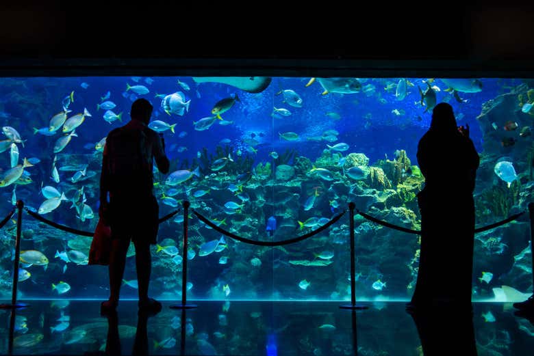 Entrada a Aquaria KLCC - Galería 2
