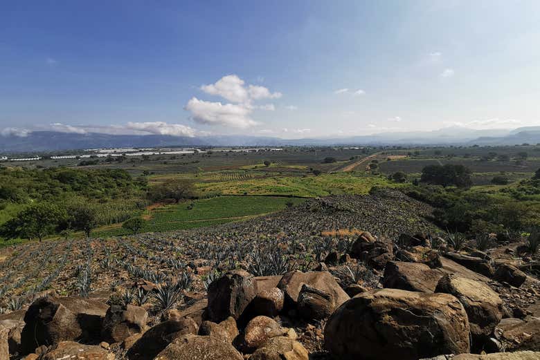 Excursión a Tequila con visita a una destilería y degustación - Galería 2