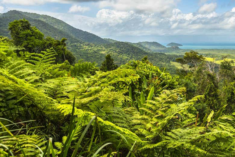 Excursión a Daintree y Cooya Beach - Galería 1