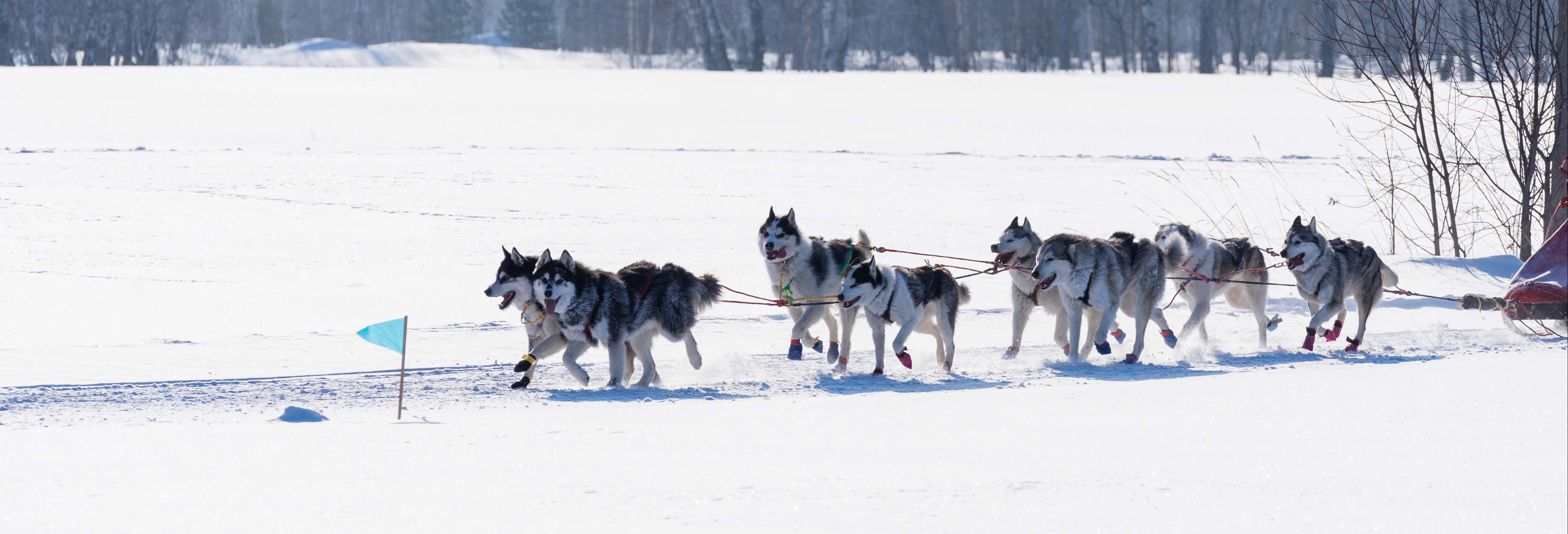 Paseo en trineo de perros por Grandvalira