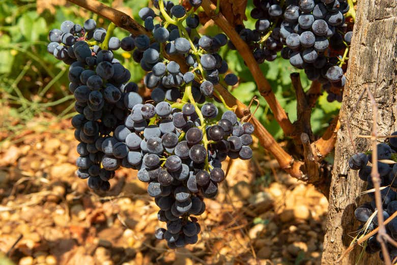 Excursión a Châteauneuf du Pape