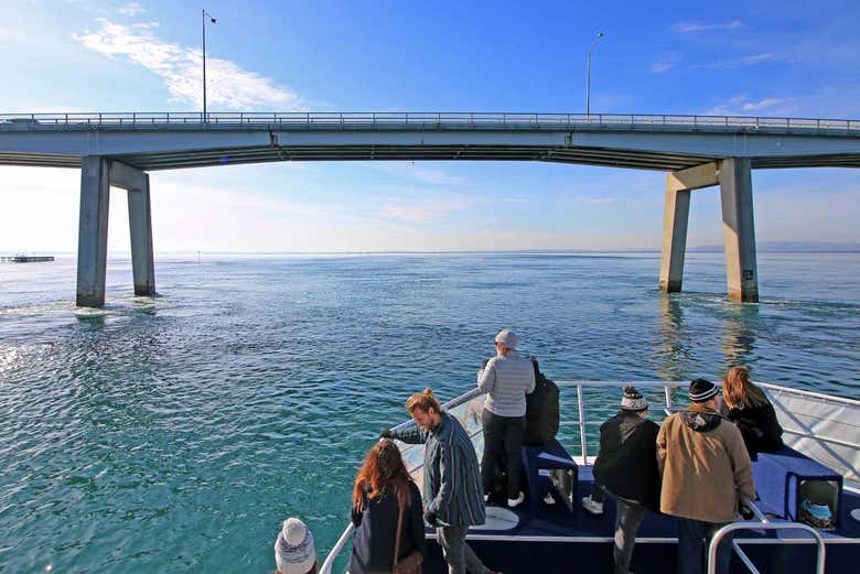 Paseo en barco por la Isla Phillip