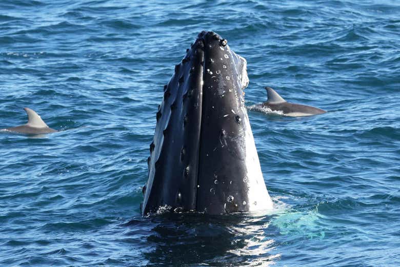 Avistamiento de ballenas en la Isla Phillip