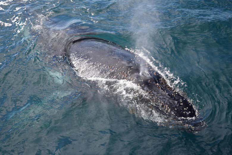 Avistamiento de ballenas en la Isla Phillip
