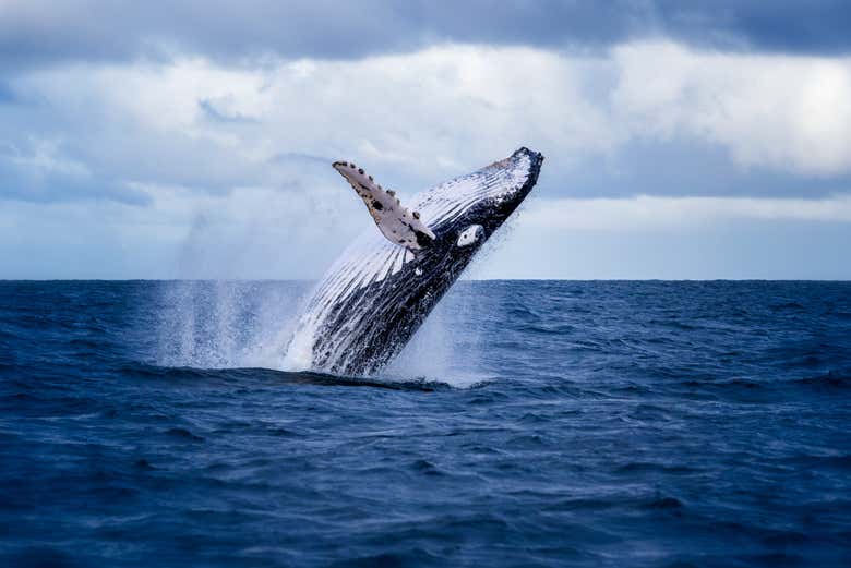 Avistamiento de ballenas en la Isla Phillip