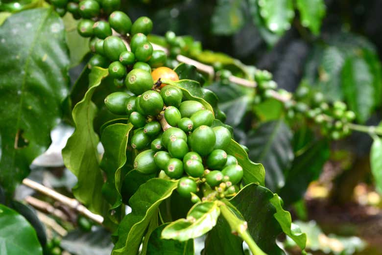 Excursión al Museo del Café de Ciales