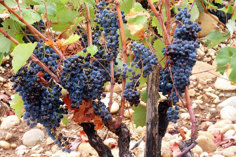Excursión a Aviñón, Châteauneuf du Pape y Les Baux - Galería 1
