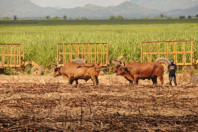 Safari por Higüey y los campos de azúcar - Galería 1