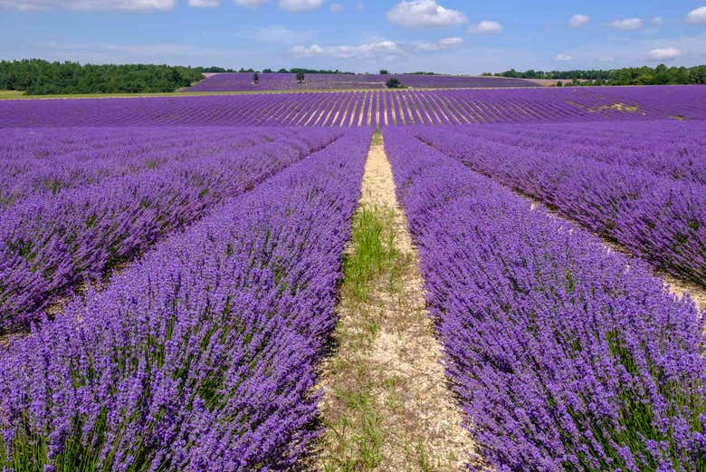 Tour de la lavanda por Sault