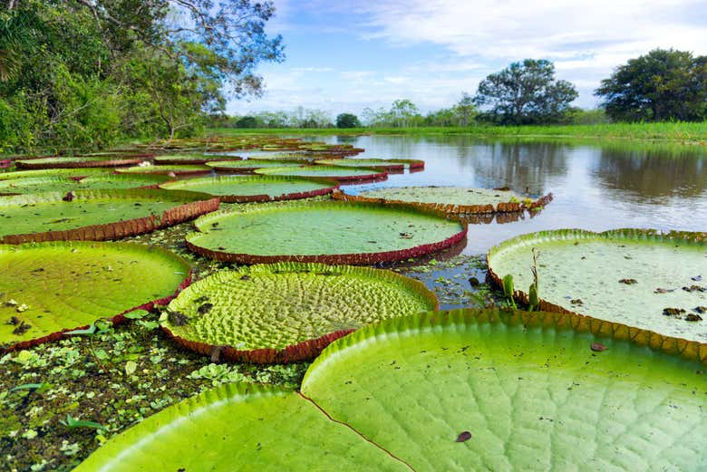 Tour de 4 días por el norte del Amazonas
