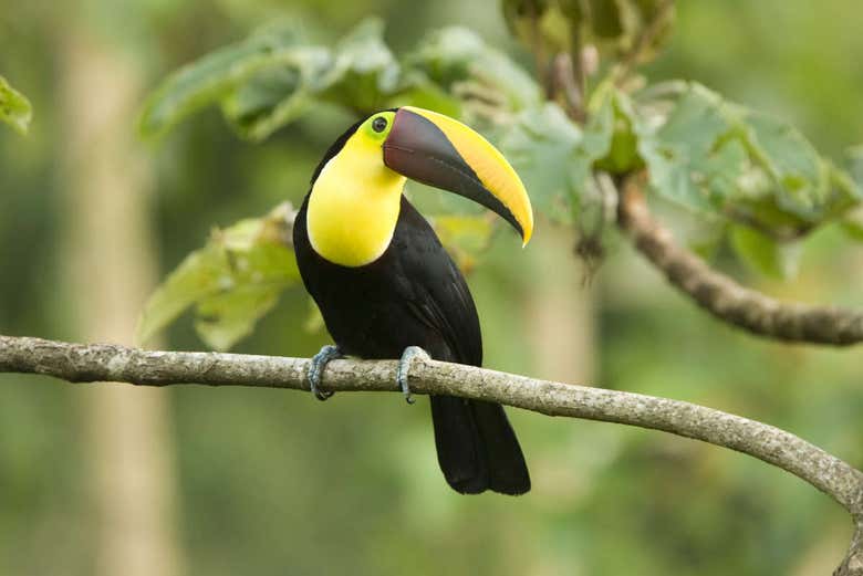 Excursión al Parque Nacional Manuel Antonio