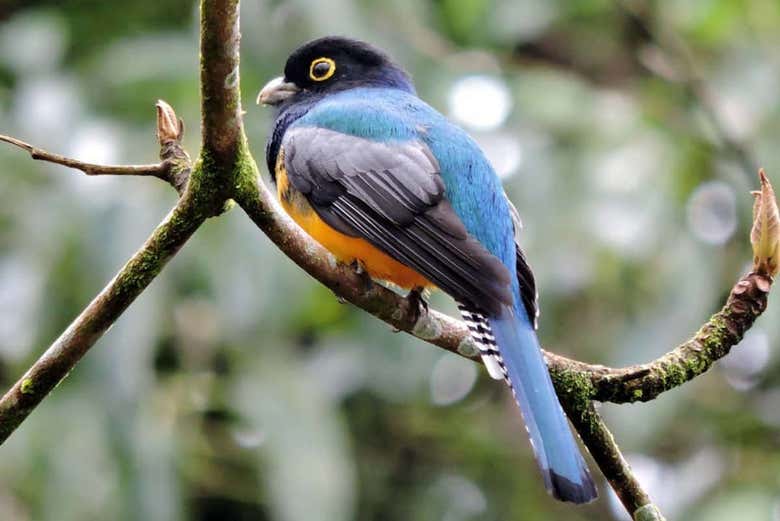 Excursión al Toucan Rescue Ranch