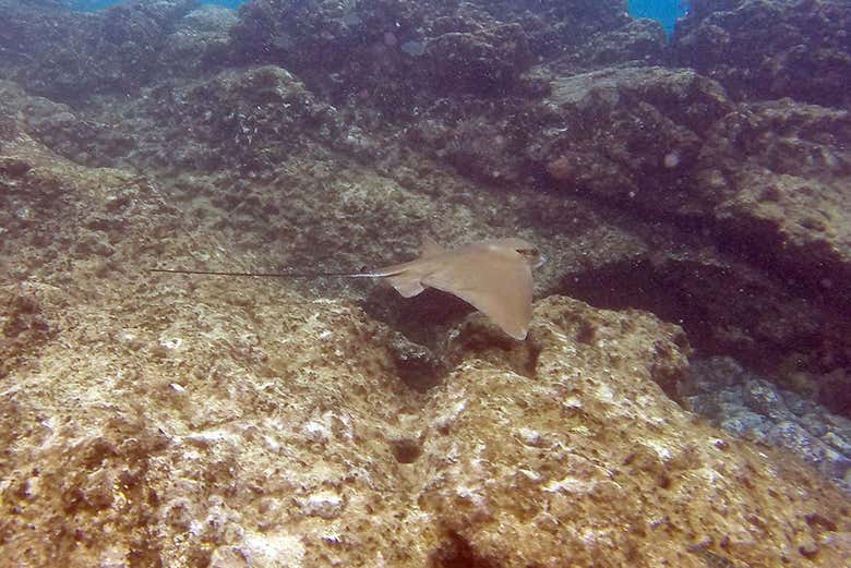 Kayak y snorkel en la playa de Papagayo desde Playa Blanca