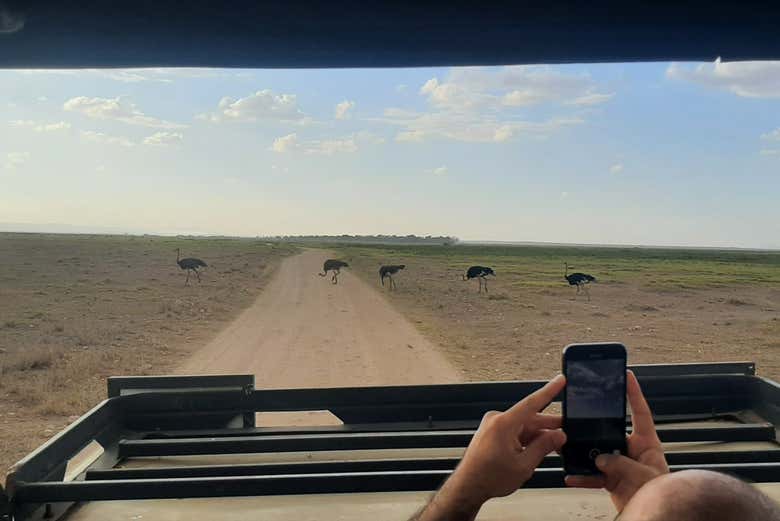 Safari privado de 2 días por el Parque Nacional de Amboseli