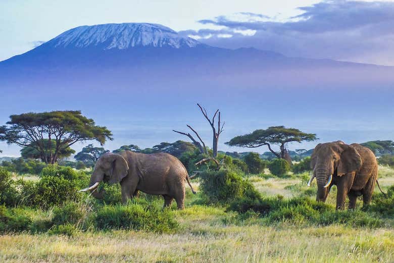Safari privado de 3 días por el Parque Nacional de Amboseli