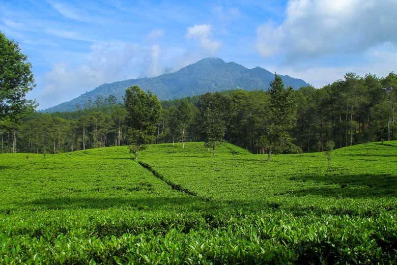 Excursión privada a las plantaciones de té y cascada Cimahi