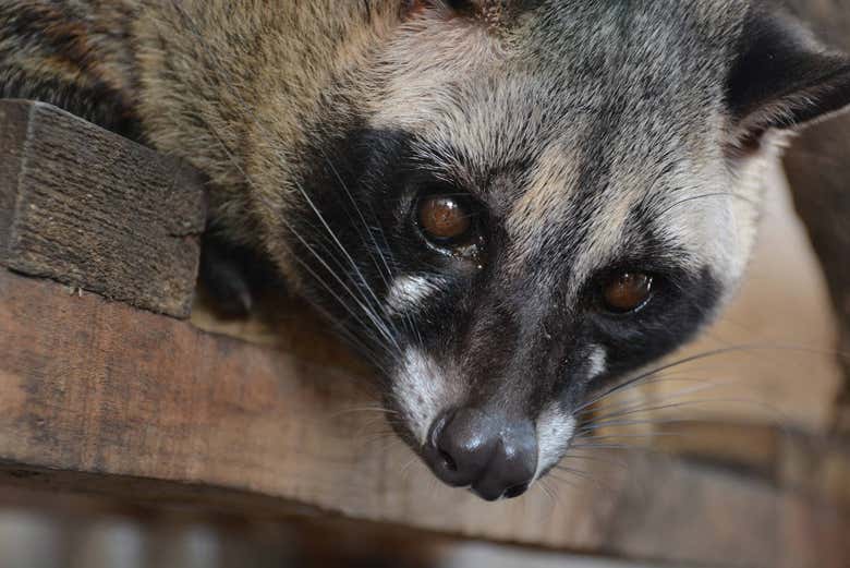 Excursión privada al Tangkuban Perahu + Centro de café Kopi Luwak - Galería 2