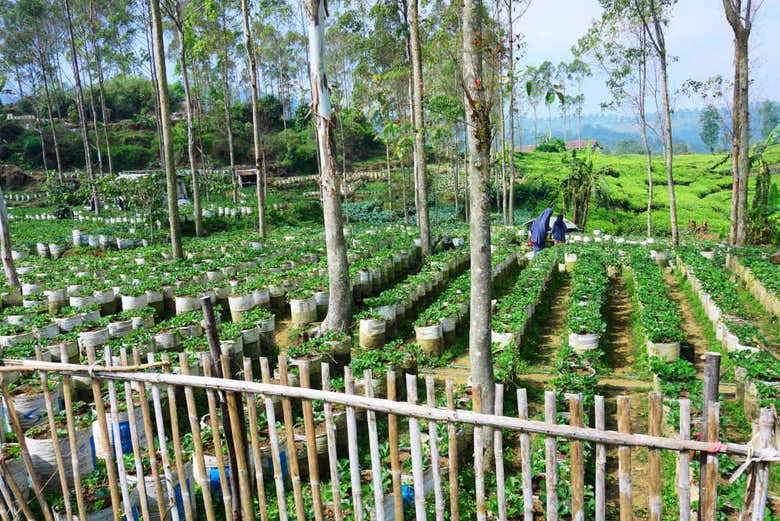 Excursión privada al Tangkuban Perahu + Centro de café Kopi Luwak