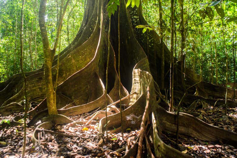 Excursión a la isla Cacao y visita a la comunidad de San Antonio