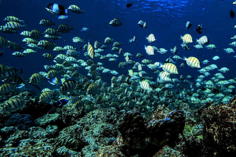Snorkel en Villimalé - Galería 1