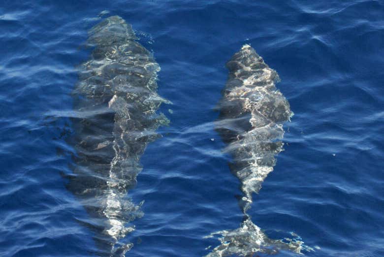 Avistamiento de delfines en Benalmádena - Galería 1