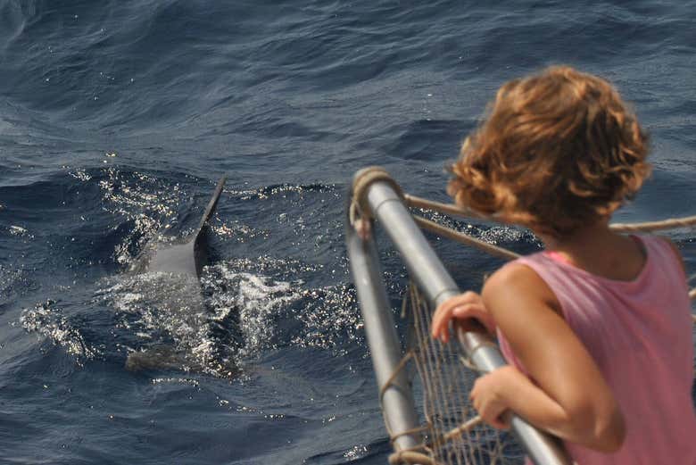Avistamiento de delfines en Benalmádena - Galería 2