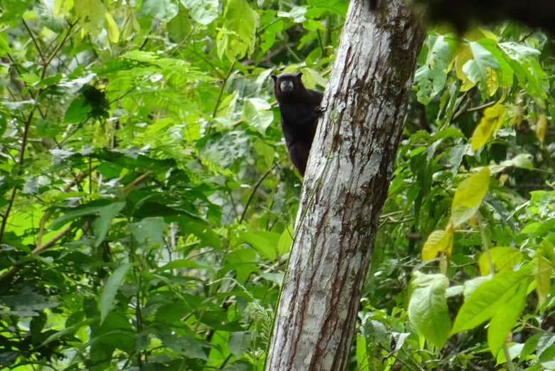 Excursión al santuario de monos de Mocagua