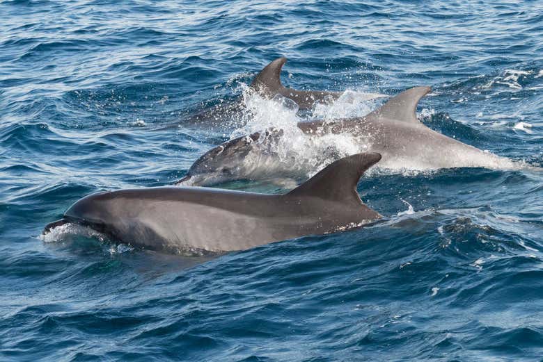 Avistamiento de delfines en Fuengirola